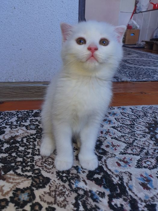 Scottishfold мушук