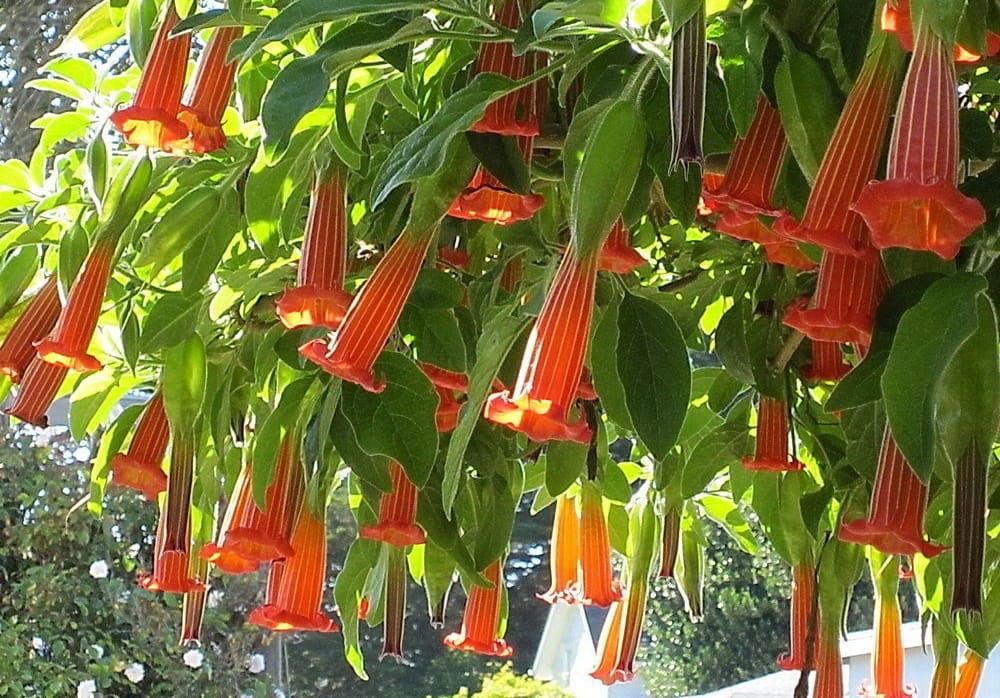 Trompeta ingerilor, plante de gradina