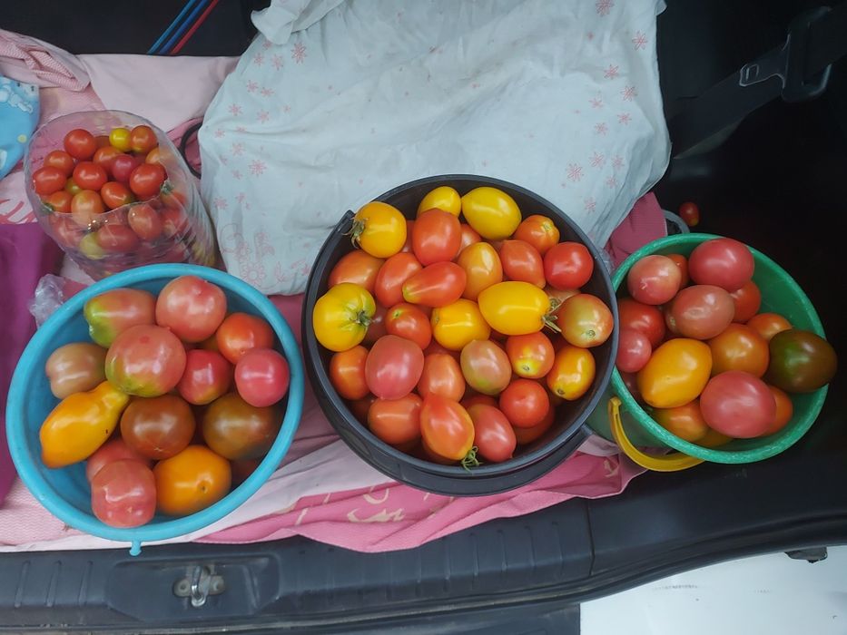 Свежие домашние помидоры
Продам с