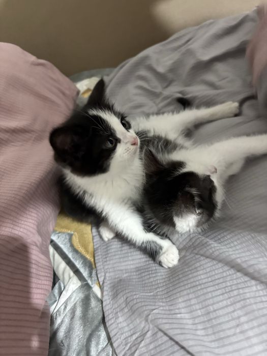 Котята 2 месяца, мальчики