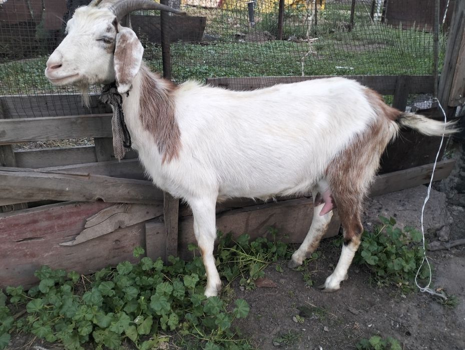 Продам дойную козу