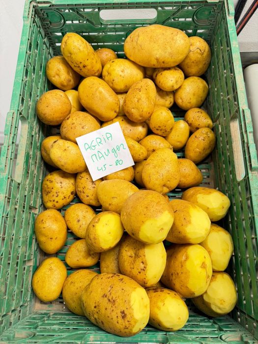 Cartofi Premium import Franta | Belgia | Olanda si Germania