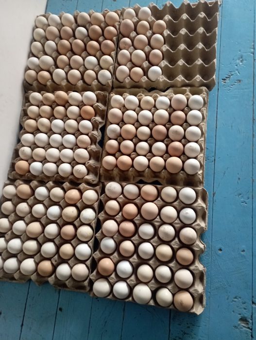 damashni tuxumga zakas olamiz  2500 sum