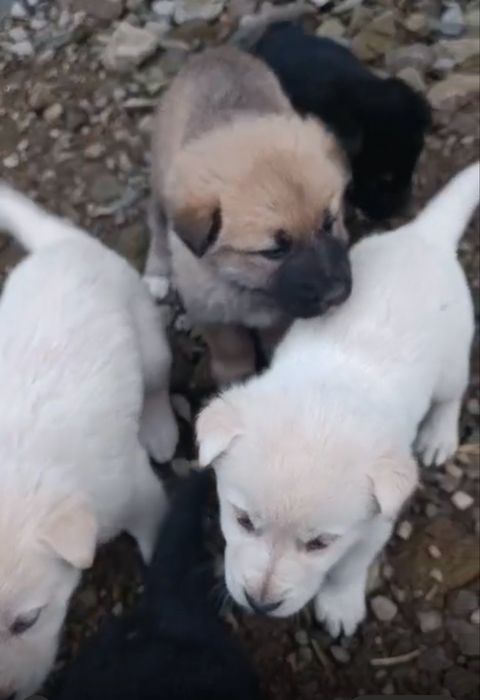 Catei de donat din malinois