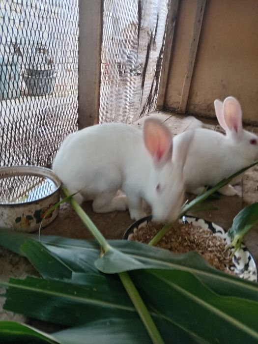 Quyonlar sotiladi srochniy