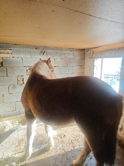 СРОЧНО!!! 2,5 жасар бие сатам