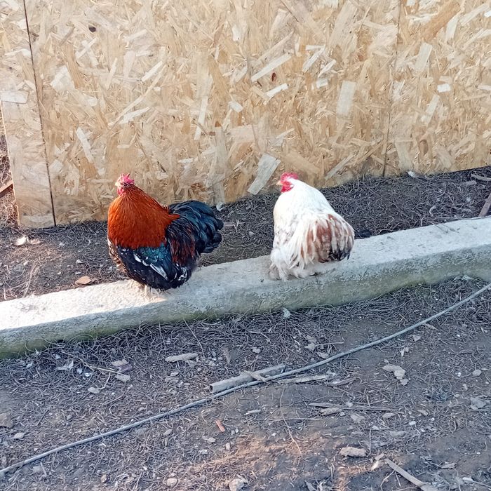 Vând cocoşi conchinchina pitici