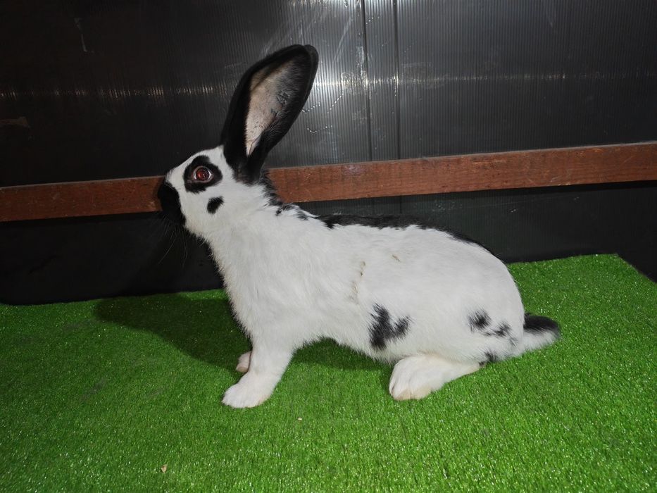 Fluture german tineret