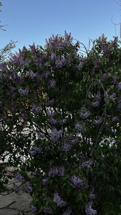 Сирень алыныздар