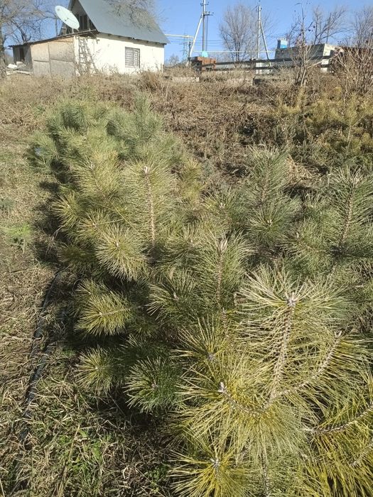 Сосна ёлочки от 60до 90 см