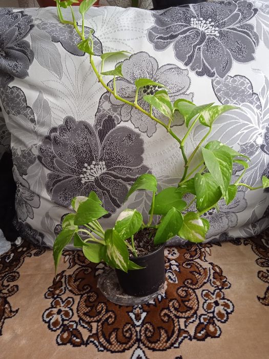 Продам комнатный цветок