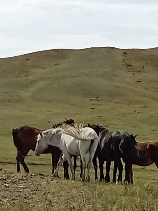 Продам Крестьянское хозяйство