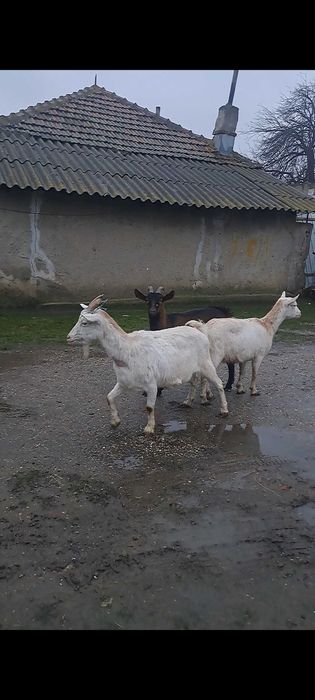 3 capre gestante vand sau schimb