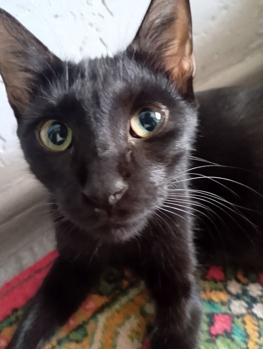 Отдам даром кошку в хорошие руки