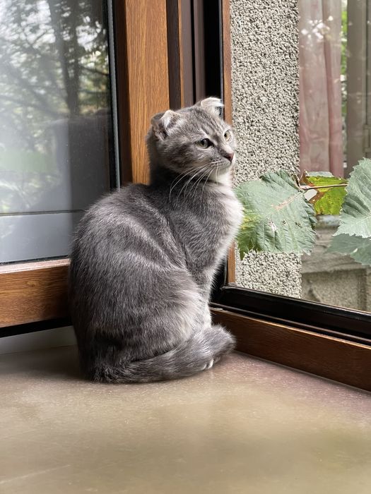 Шотландская кошка