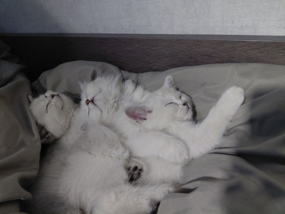 Два шотландских котёнка.