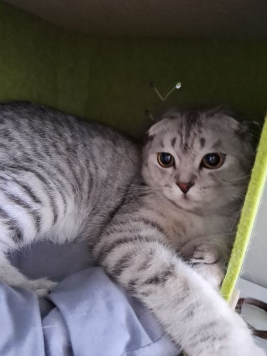 Кот шотландский вислоухий кастрированный
