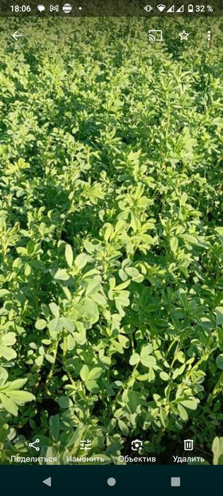 Люцерна обмен на скот