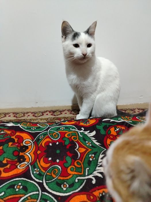 Qon oqguncha ehtirosli jinsiy aloqa video