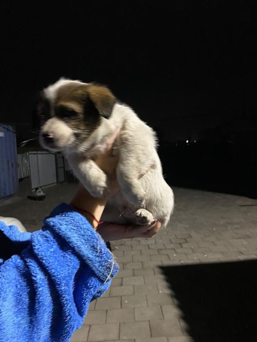 Дарю щенков девочки и мальчики