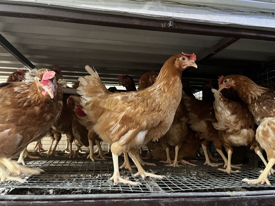 Молодые куры несушки Ломан Браун