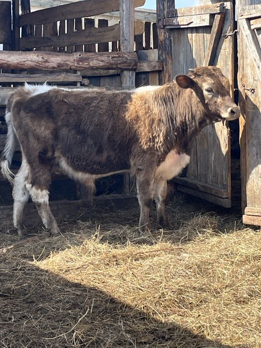 Продам бычков и телочку