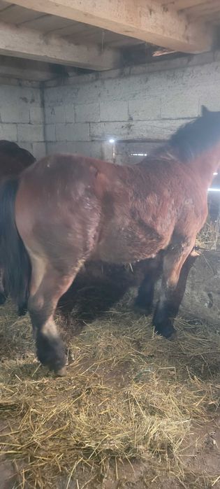 Manz de vanzare  din cai semigrei