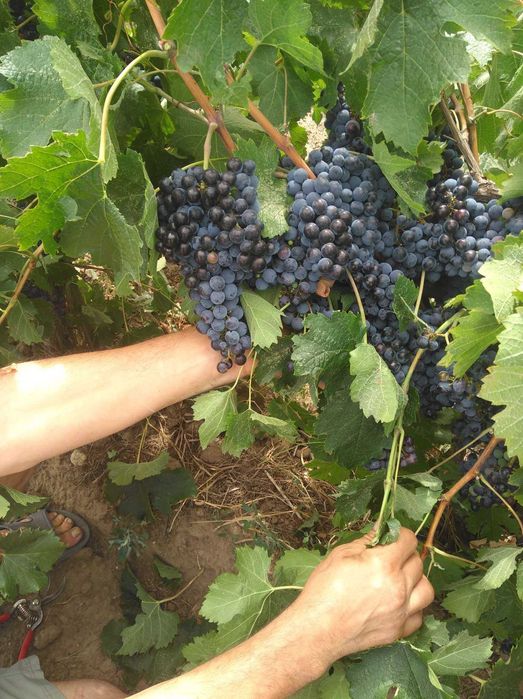 Vindem struguri roșii nobili DOC & IG – clonuri franțuzești | Umbrești-Deal , Galati