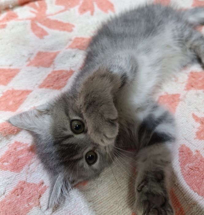 Продаётся котёнок скоттиш страйт.