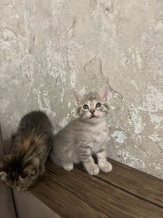 Котята в хорошие руки.