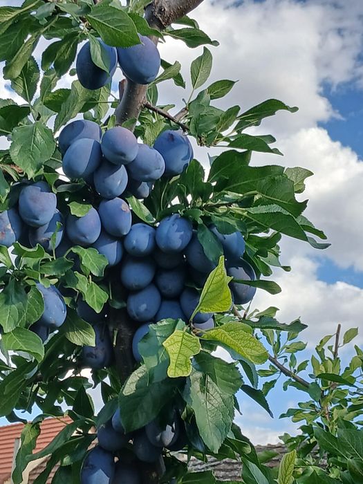Prune pentru compot si gem