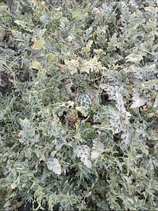 Abu jahl tarvuzi