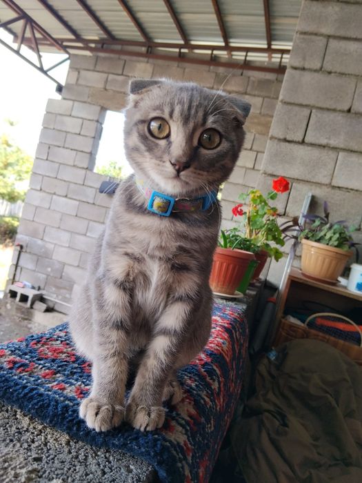 Кошка веслоухая Мурка серая