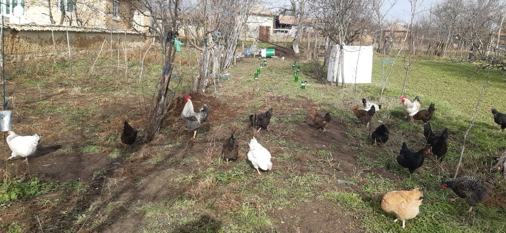 Продавам Петли ( област Търговище)