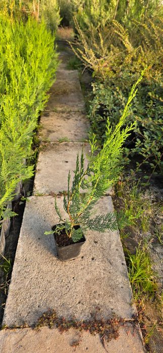 Rasad Chiparos leylandii