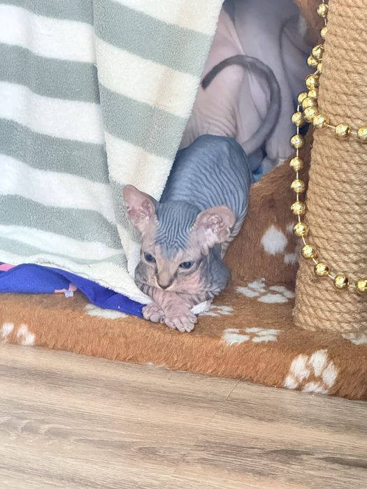 Котенок сфинкс девочка