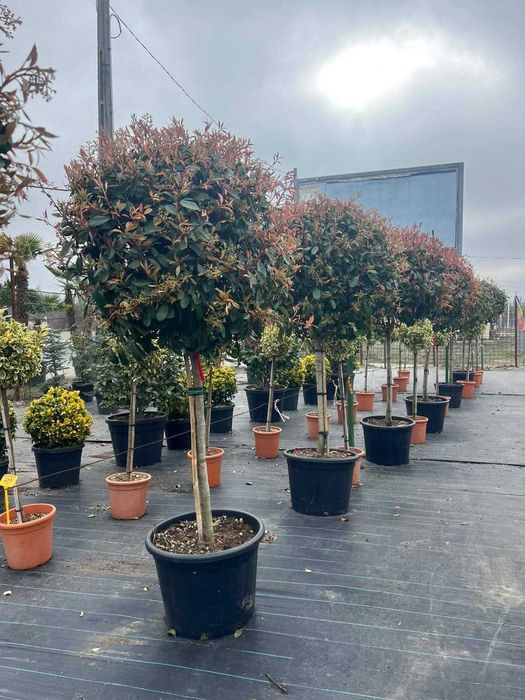 photinia red robin la ghivecii