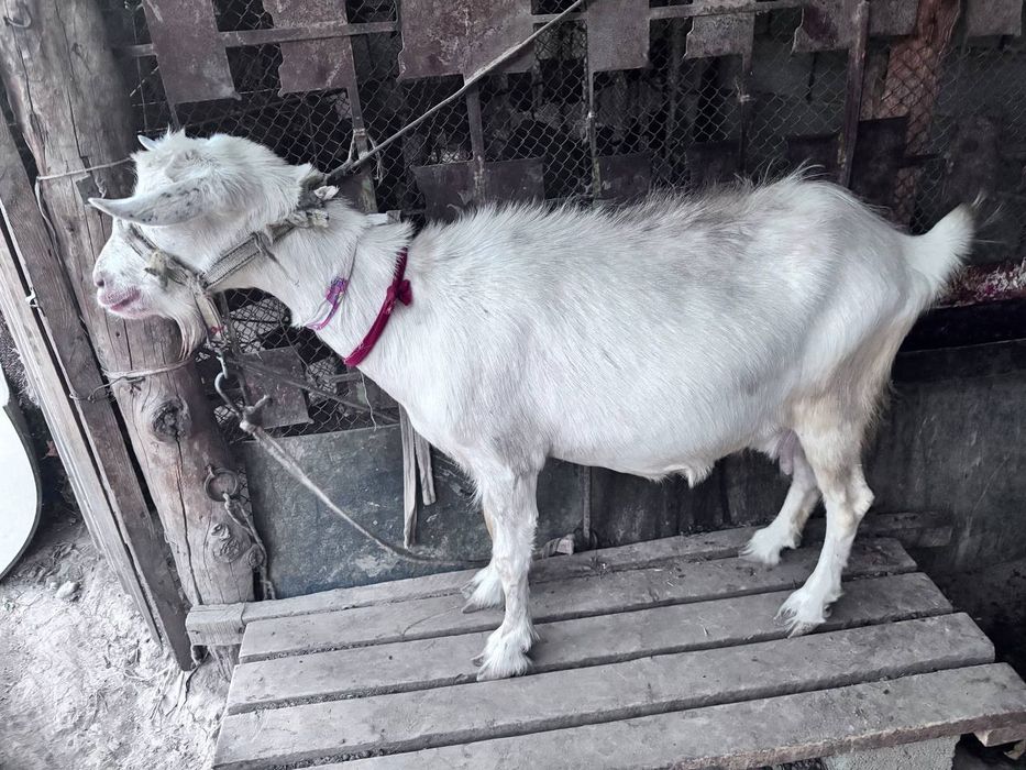 Ешкі сауынды Заанен.