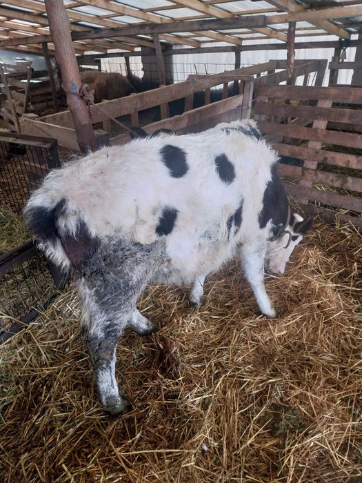 Vand junică 4 luni înțărcata
