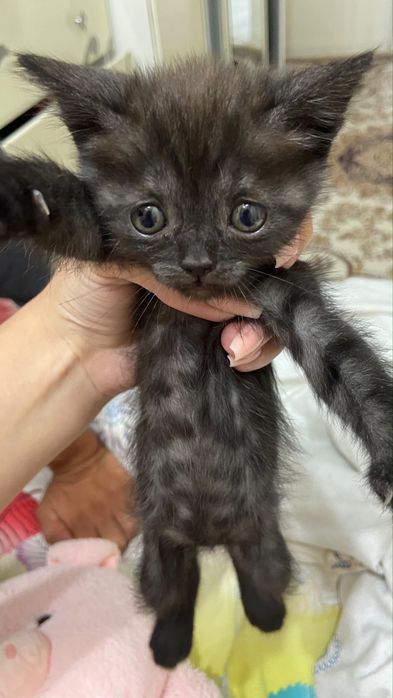 Продаются котята