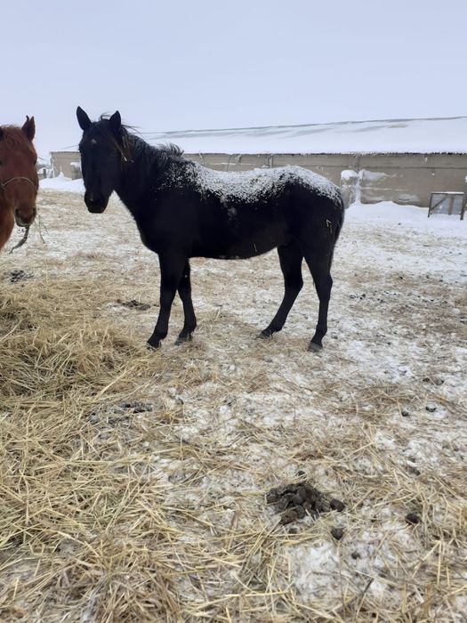 Продам лошадей 3 гол