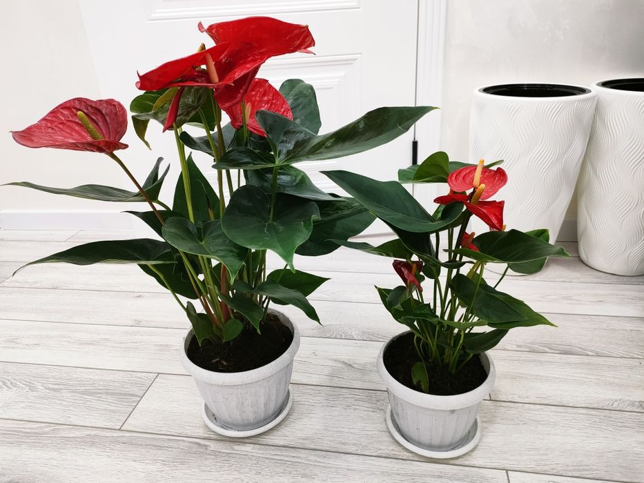 Комнатные растения, доставка..