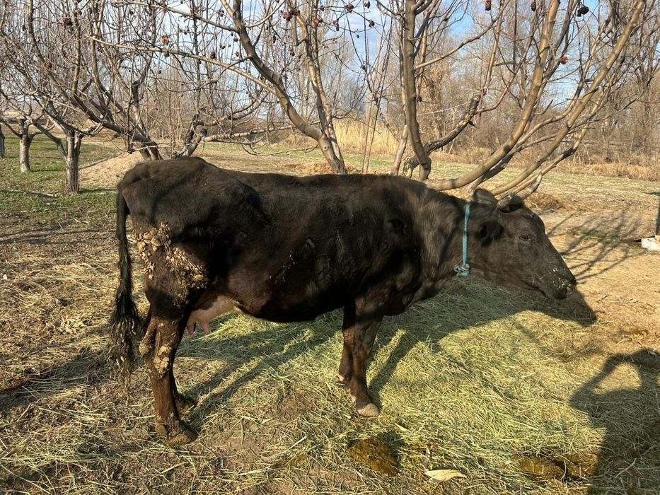 Корова с теленком