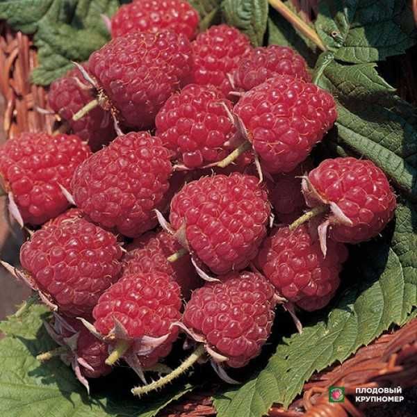 Касалликлардан холи Малина Кўчатлари (Янги малина нави Autumn Bliss ...