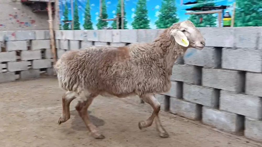 Кузи кочкор сотилади