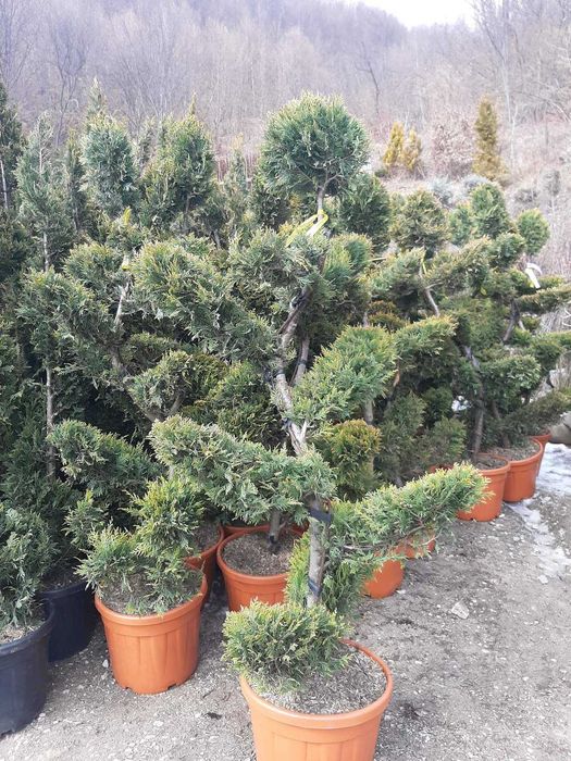 Tuia smarald și copacii mesteacăn, tei, platan