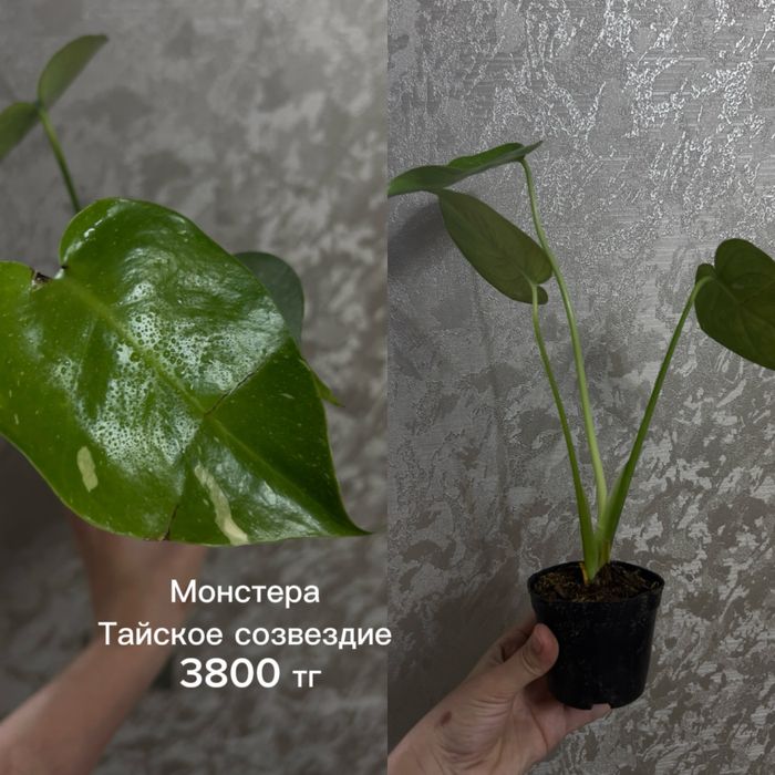 Разные цветы, сразу с ценами все