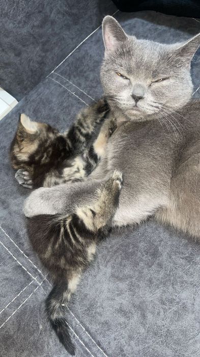 Шотланские малыши