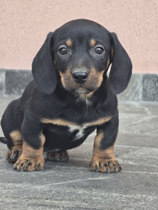 Femela TECKEL disponibila