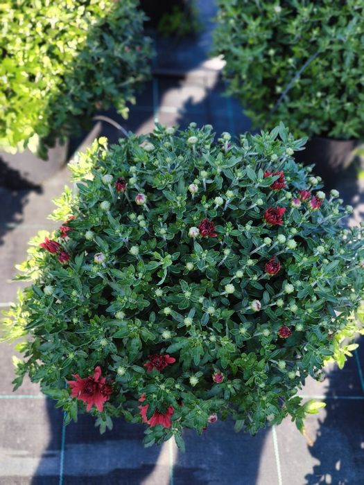 Vând crizanteme multiflora mari